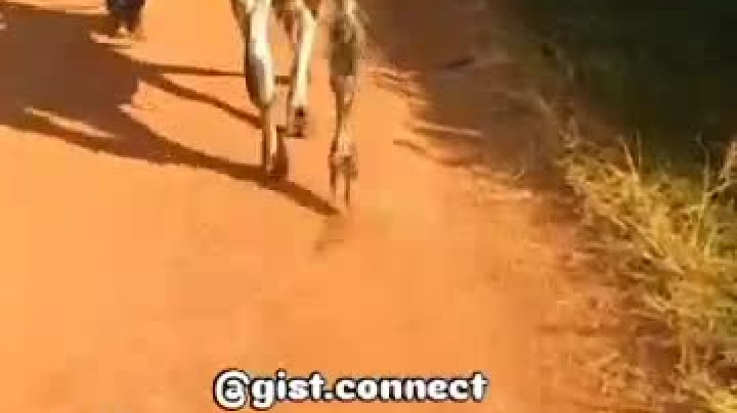 See the original