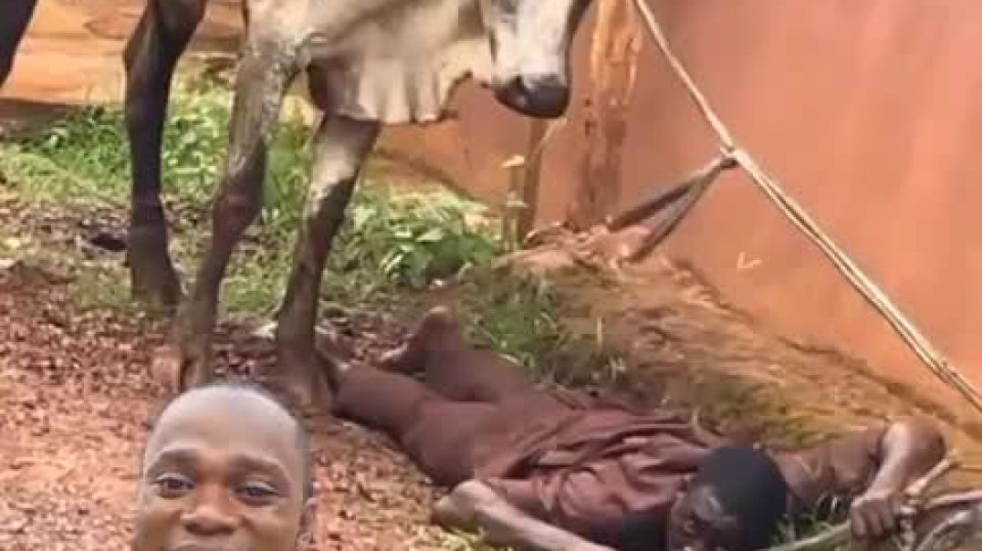 ⁣Cow boy didn't see this coming.
