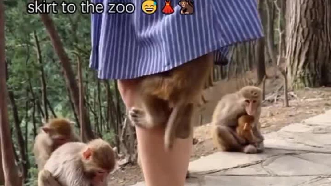 ⁣Monkèy and wahala for zoo