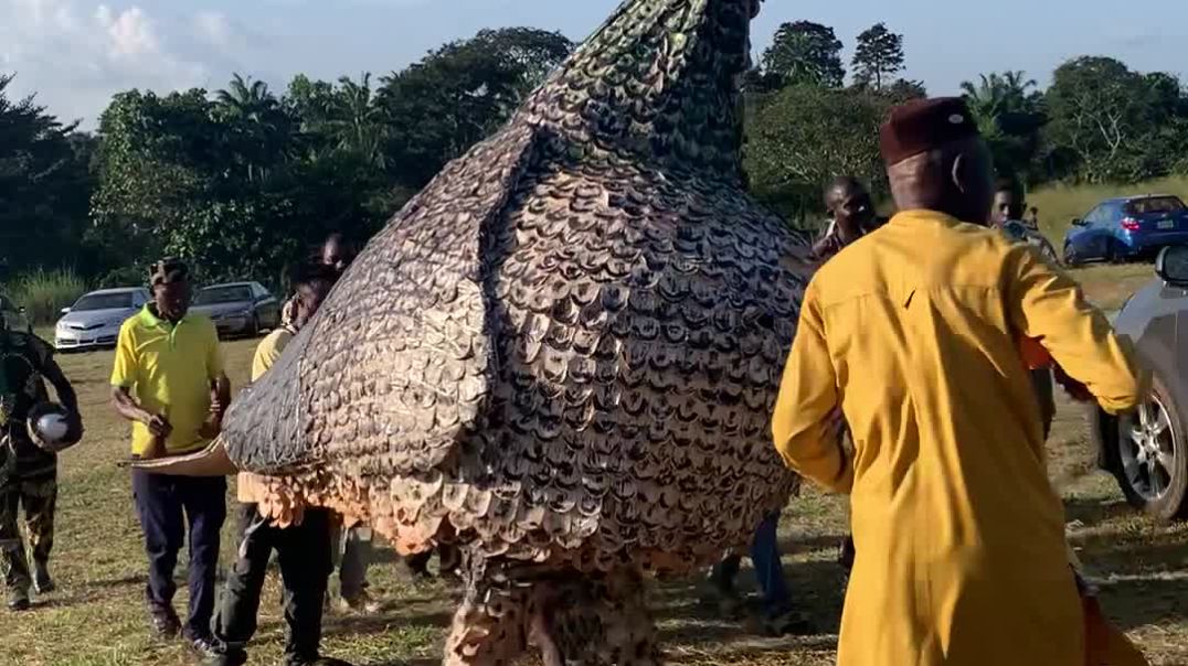 Have seen this masquerade