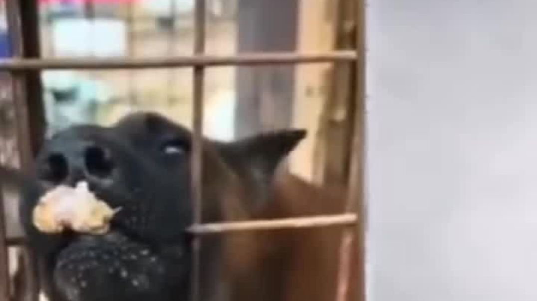 ⁣Hungry and funny dog 🤣🤣🤣🤣