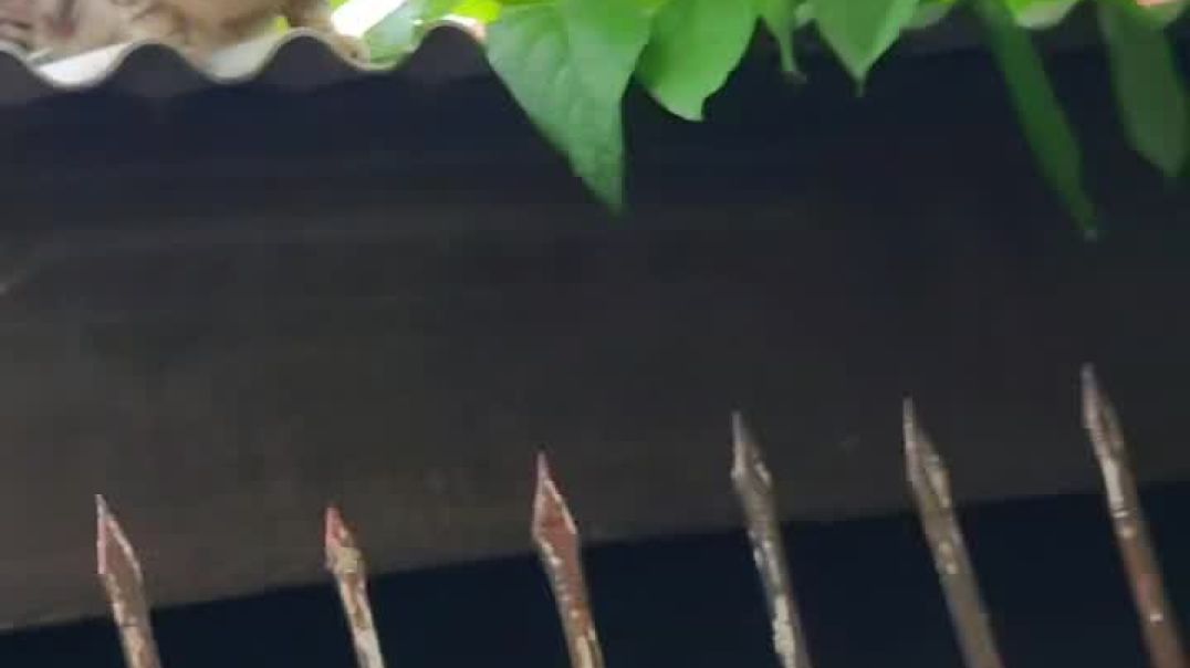 Showing love to my cat