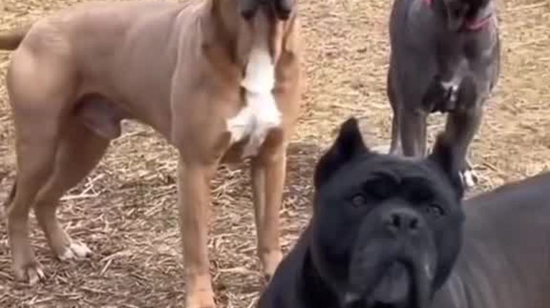 ⁣First time as a thief 🤣🤣