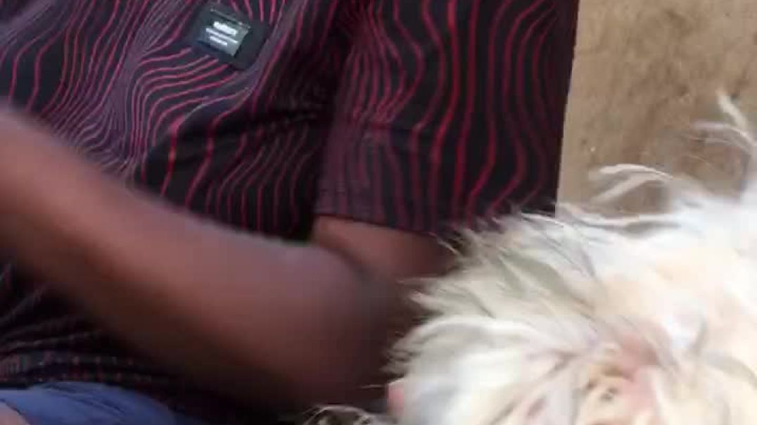 My pet Dog 🐩 (lily)