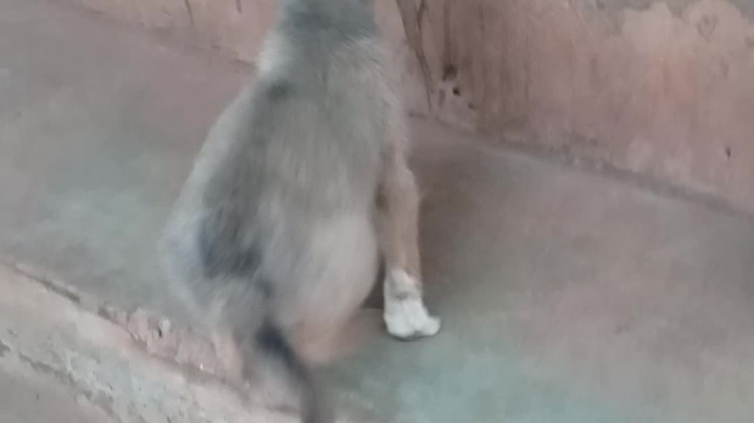 Ojadike adada entertainment