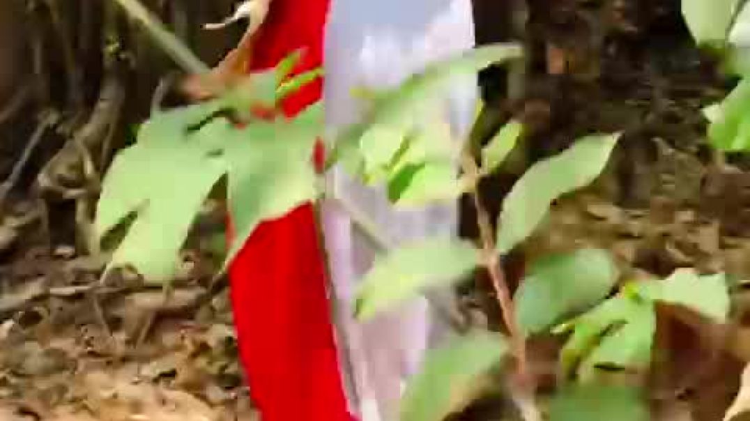 Ojadike adada entertainment