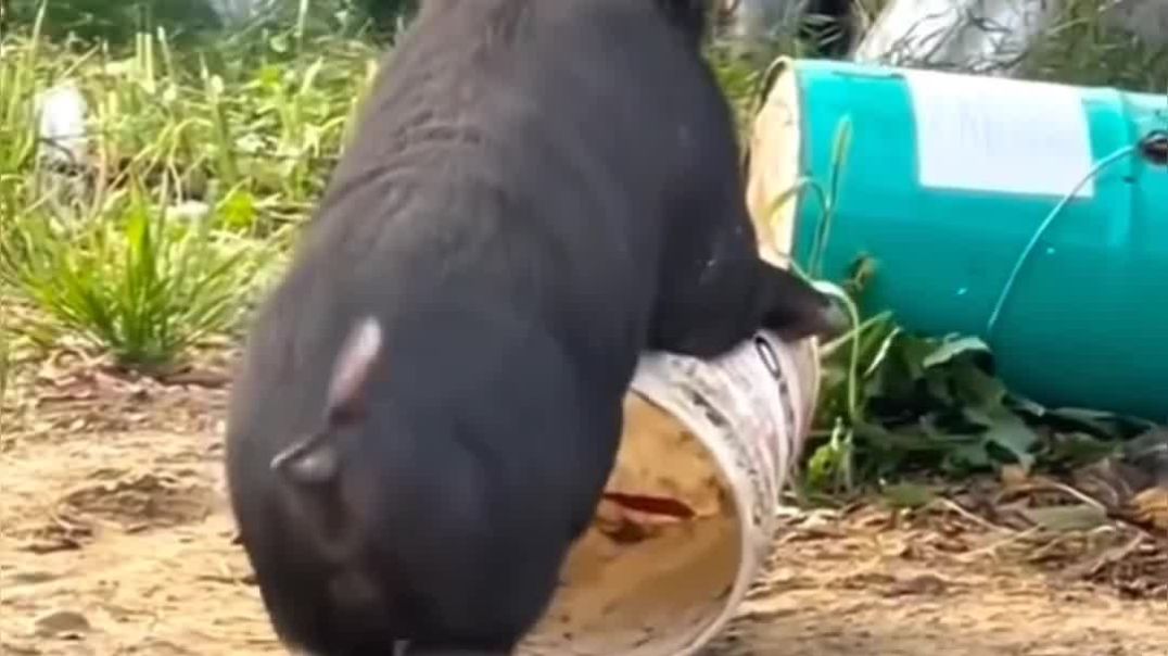 InShot_20260206_133637731